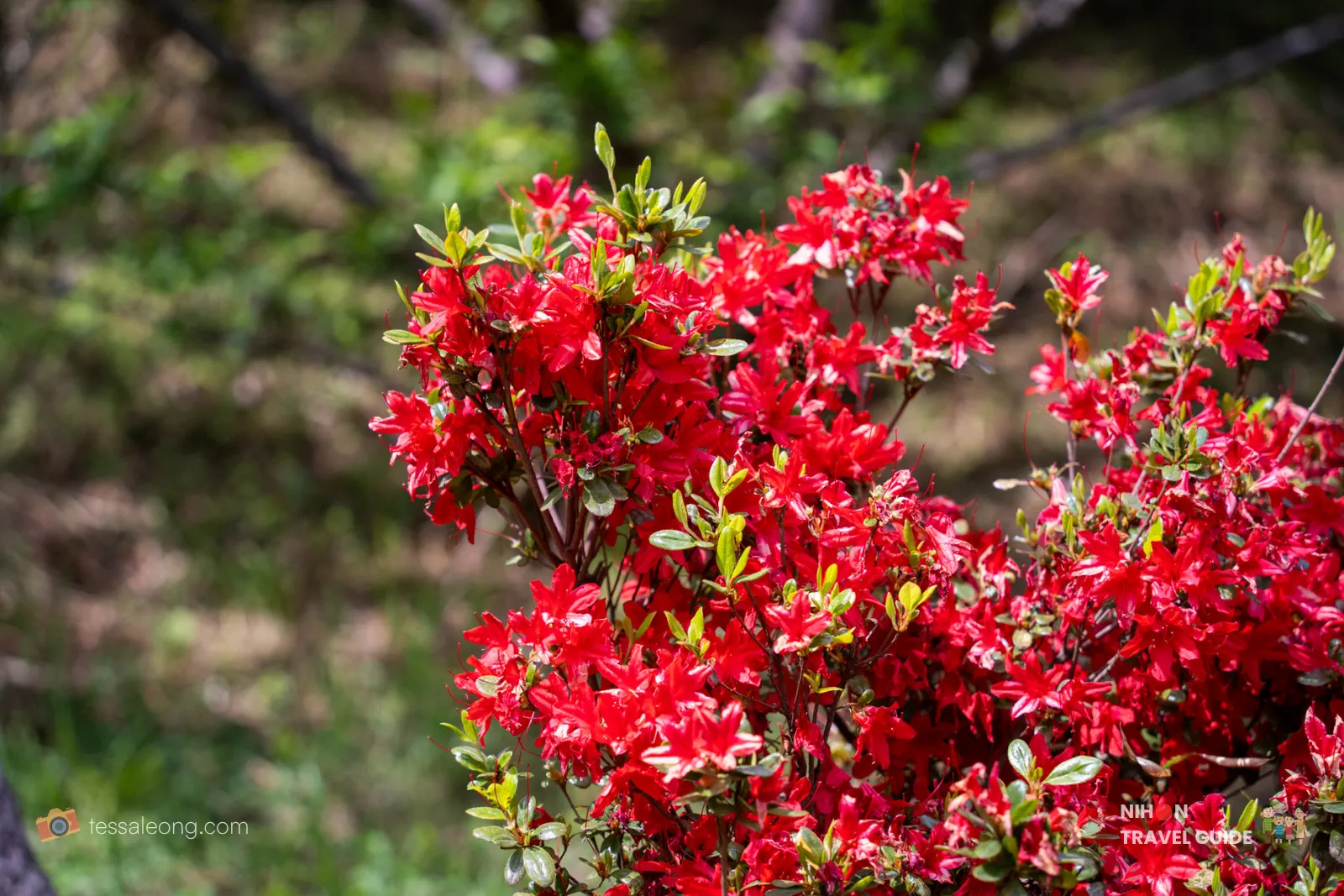 Close-up of bright red azalea flowers blooming at Kairakuen Garden