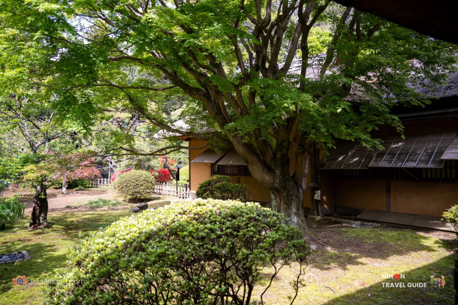 Garden courtyard and large tree viewed from inside Kobuntei at Kairakuen Garden