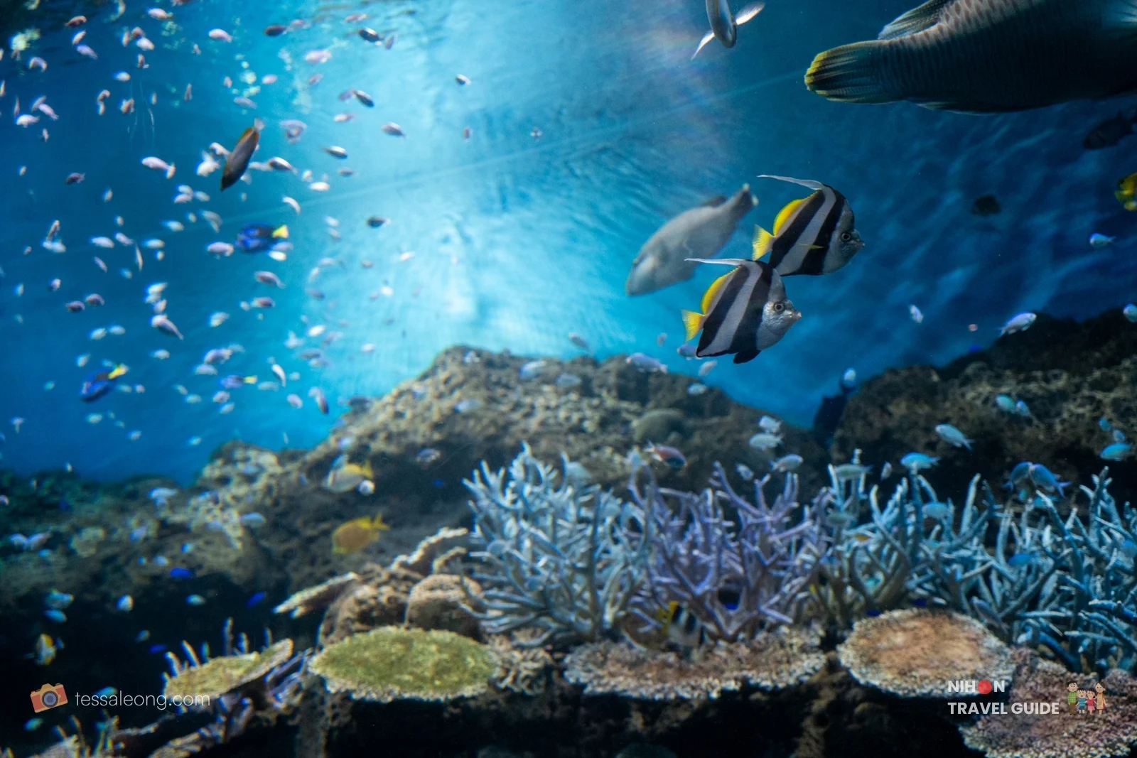 Coral reef tank at Aqua World Oarai Aquarium with bannerfish, colorful reef fish, and coral formations.