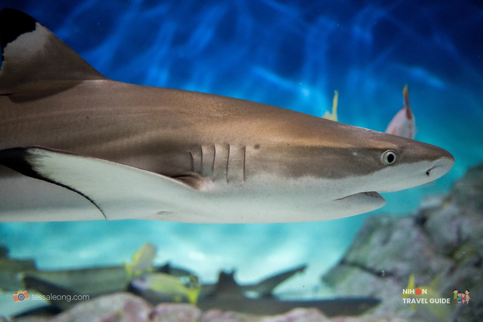 Aqua World Oarai — blacktip reef shark closeup