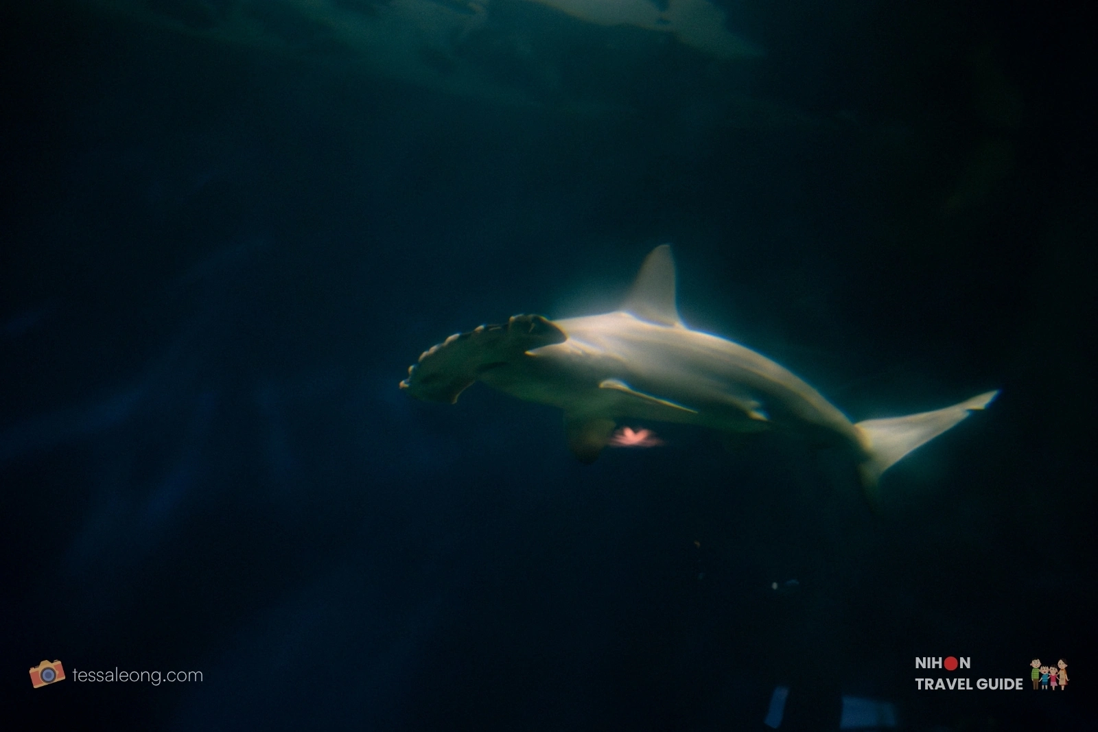 Hammerhead shark swimming in the deep blue waters of the Eternal Sea Zone at Aqua World Ibaraki Oarai Aquarium.
