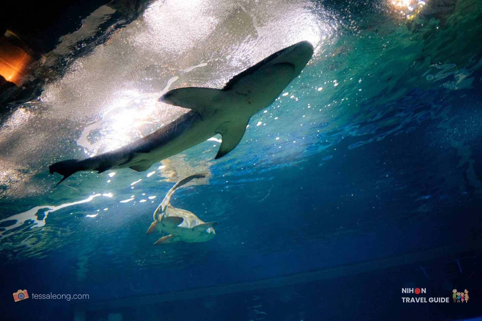 Large shark swimming near the water surface with sunlight streaming in, and a ray below, in the Eternal Sea Zone at Aqua World Oarai Aquarium.