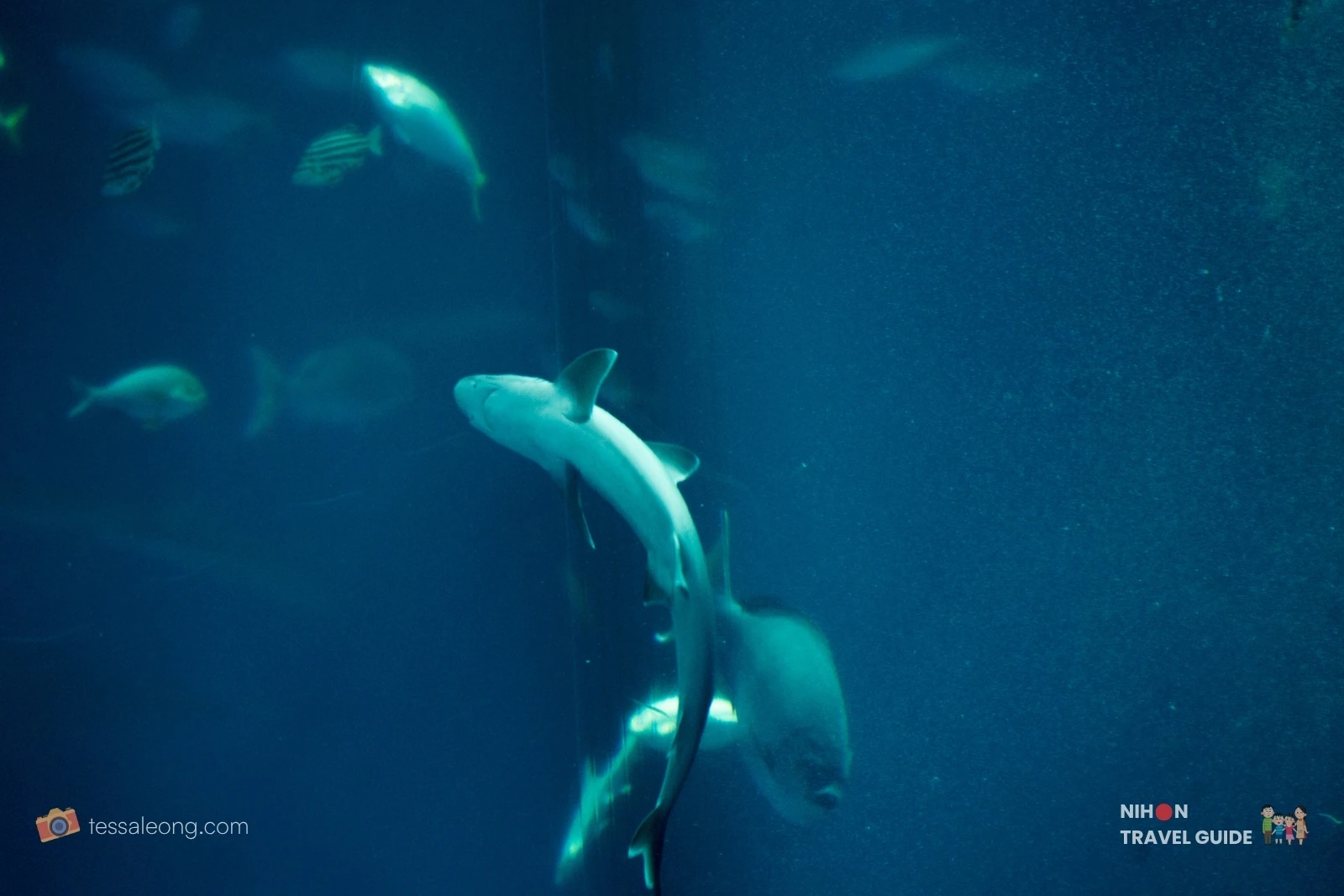 Shark swimming among other fish in the large Eternal Sea Zone tank at Aqua World Ibaraki Oarai Aquarium