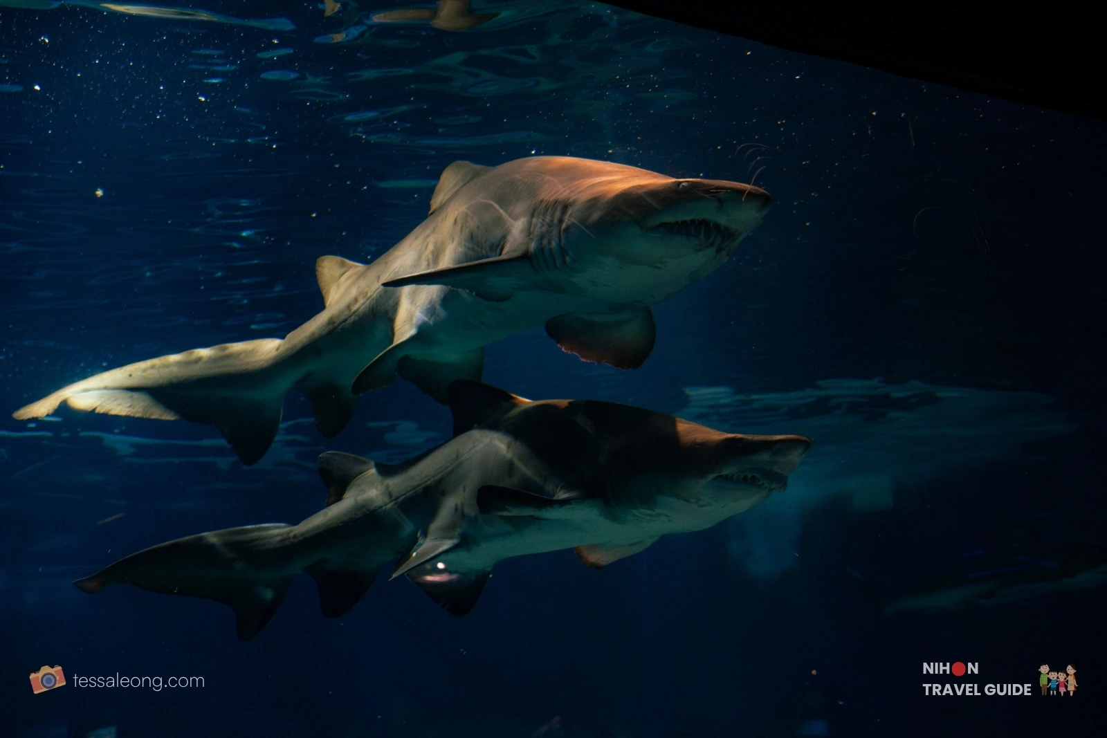 Two large sharks swimming side by side in the Eternal Sea Zone tank at Aqua World Ibaraki Oarai Aquarium.