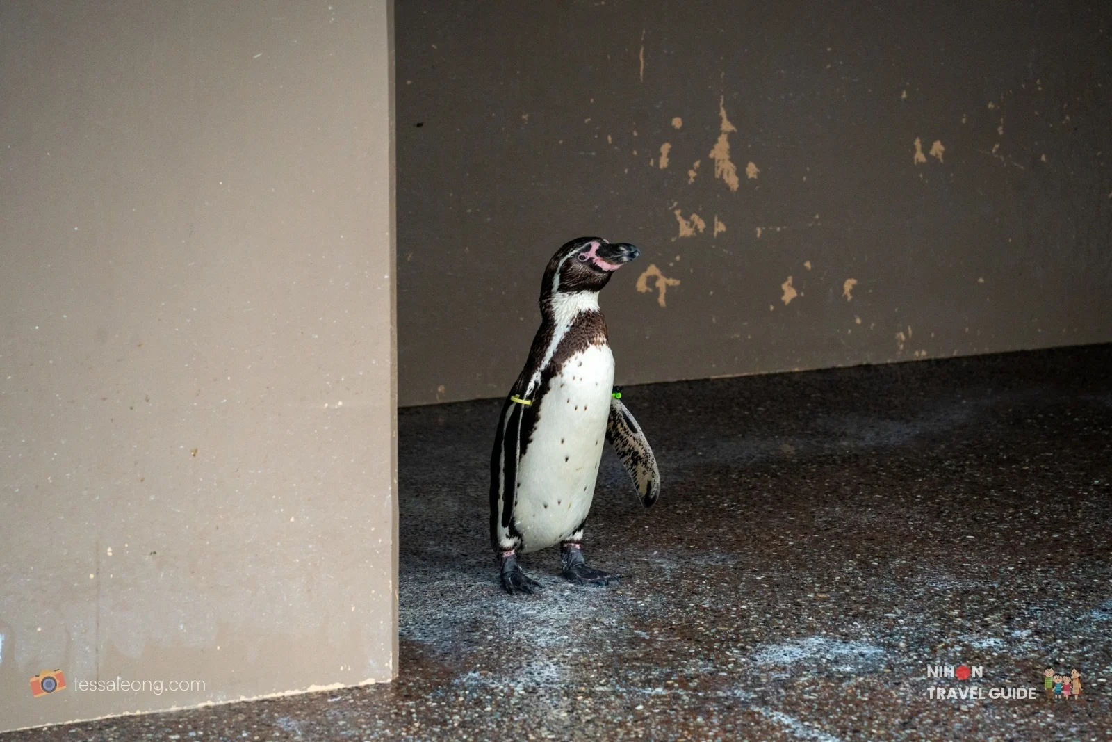 Humboldt penguin standing near a wall in the outdoor enclosure at Aqua World Oarai Aquarium, with a green identification band on its wing.
