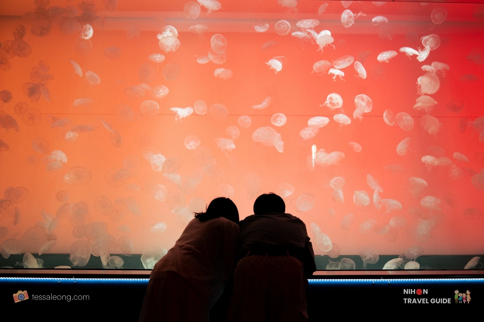 Aqua World Oarai — jellyfish tank with moon jellies