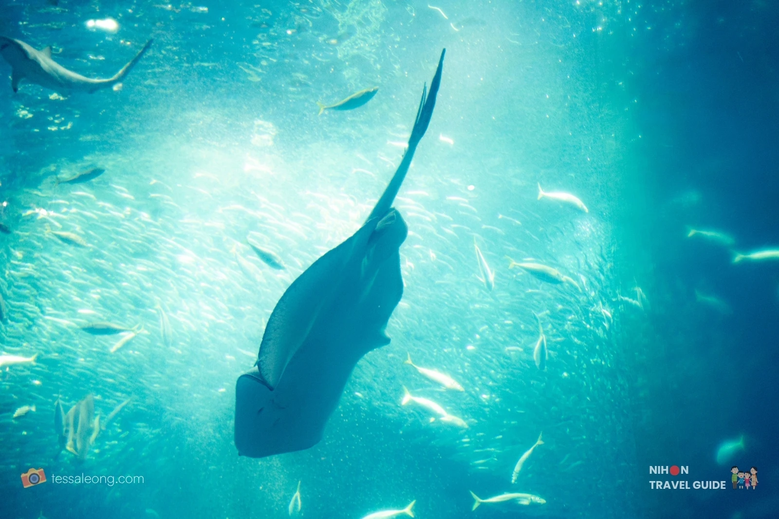 Large ray swimming through a school of fish in a sunlit tank at Aqua World Oarai Aquarium.