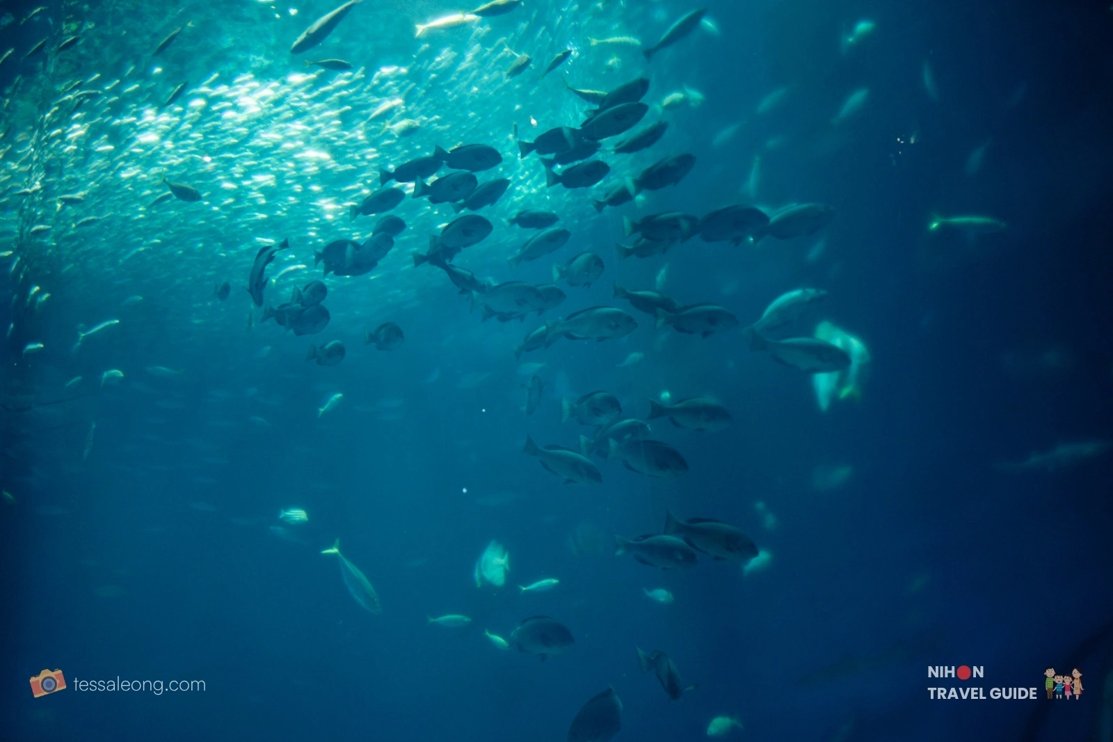 Large school of fish swimming in the deep blue waters of a large exhibit tank at Aqua World Ibaraki Oarai Aquarium.