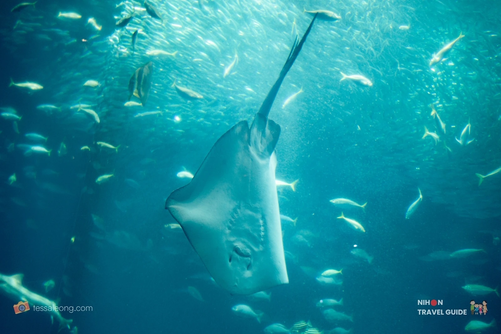 Large ray swimming through a dense school of fish in a sunlit tank at Aqua World Ibaraki Oarai Aquarium.