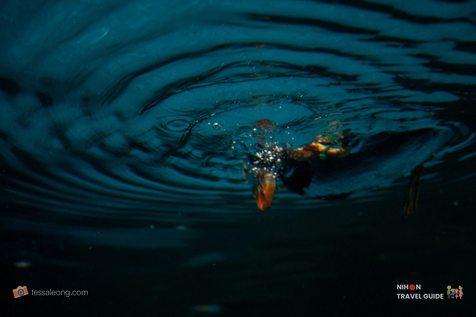Puffin diving underwater in the Nagomi Sea Zone at Aqua World Oarai Aquarium, captured from below the water surface