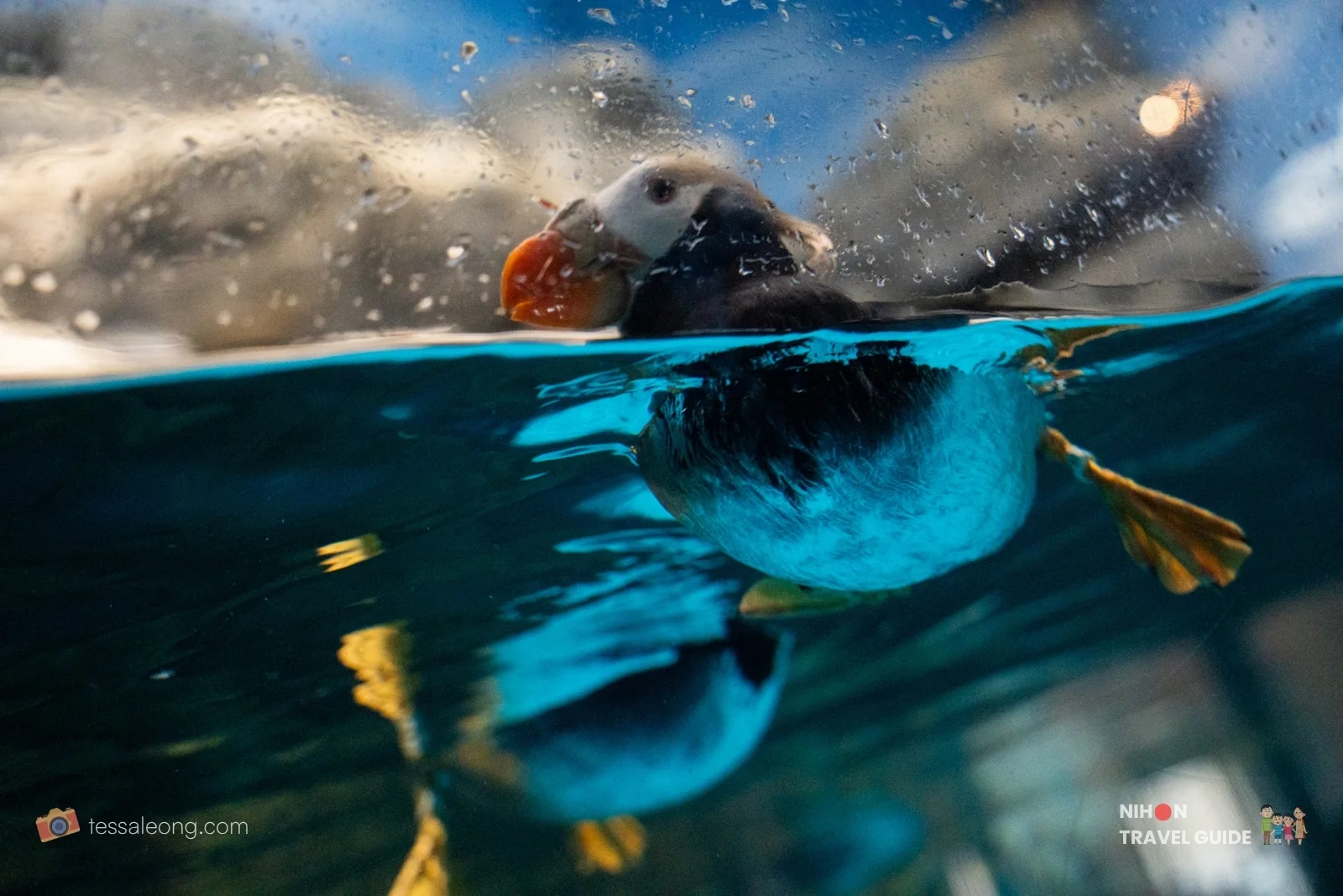 Aqua World Oarai — puffin swimming at the surface
