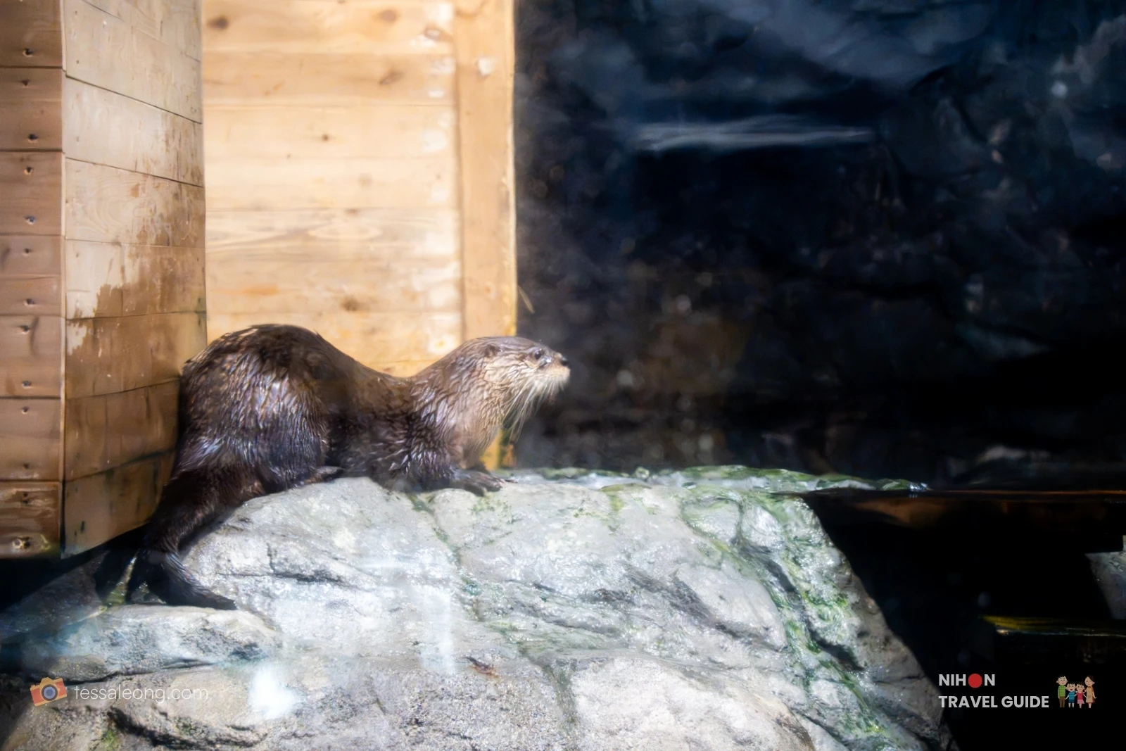 Small-clawed otter standing on a rock inside its enclosure at Aqua World Ibaraki Oarai Aquarium