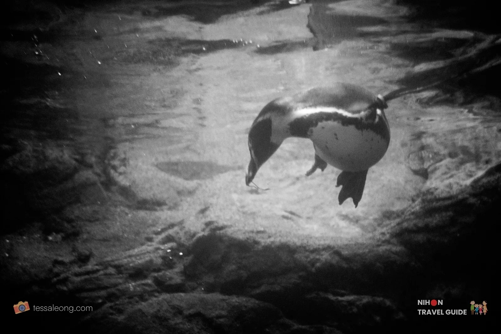 Aqua World Oarai — penguin swimming underwater