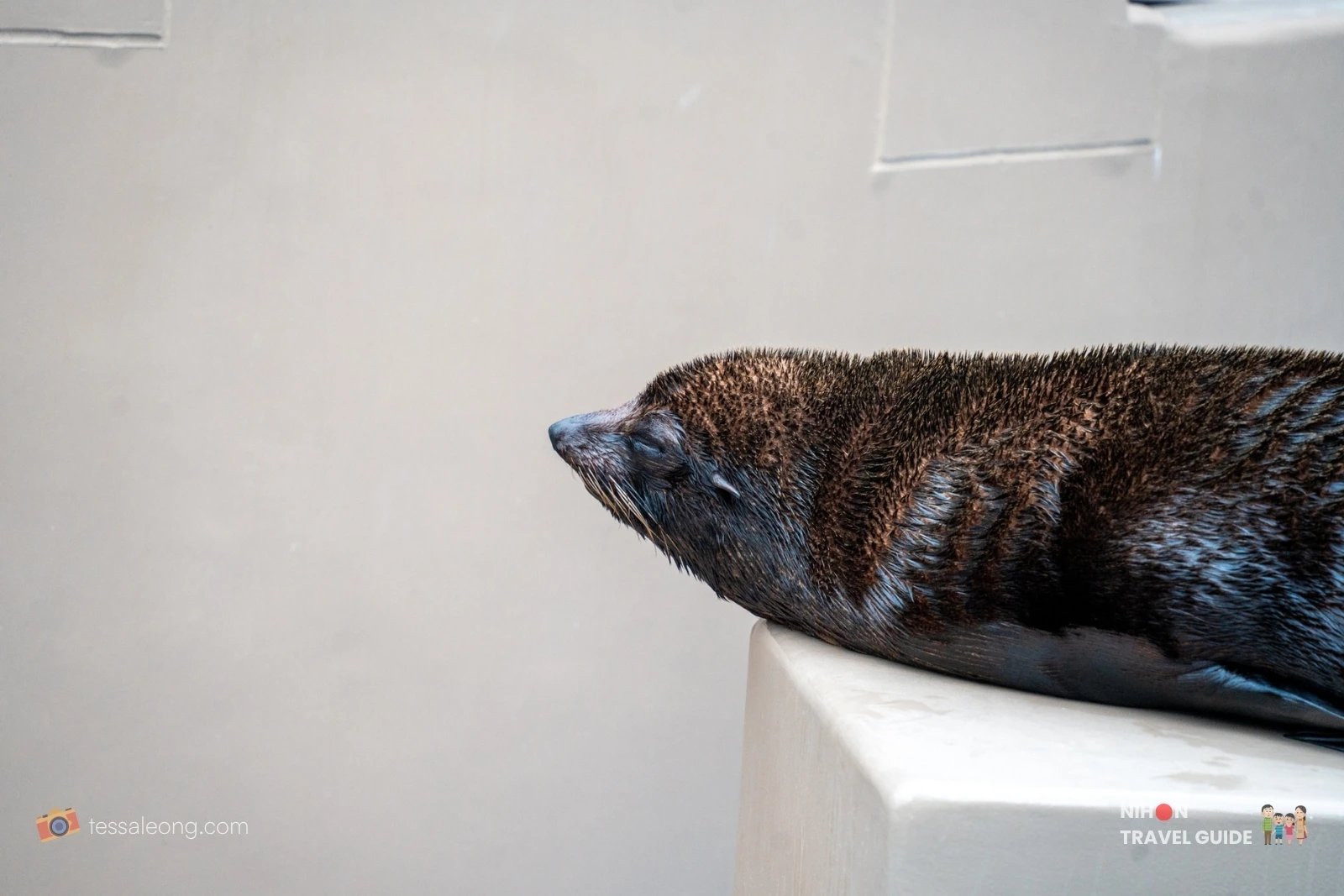 Aqua World Oarai — South American fur seal sleeping
