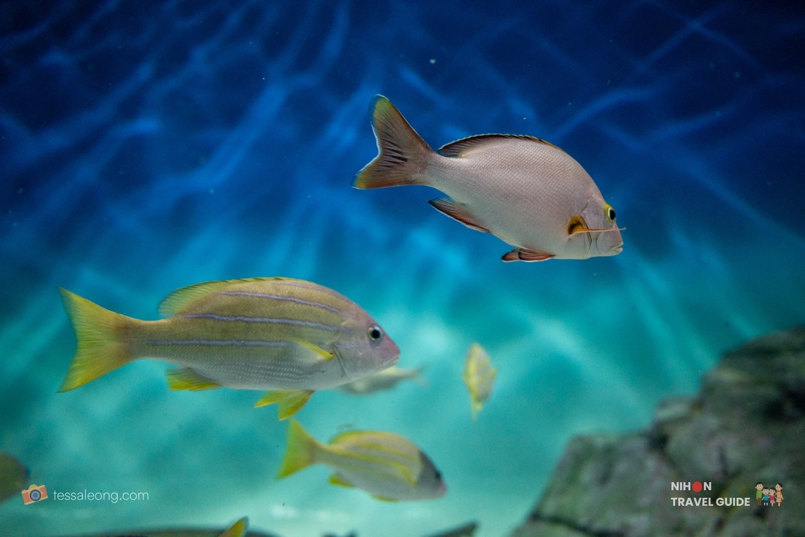 Close-up of two tropical fish swimming in clear blue water at Aqua World Ibaraki Oarai Aquarium.