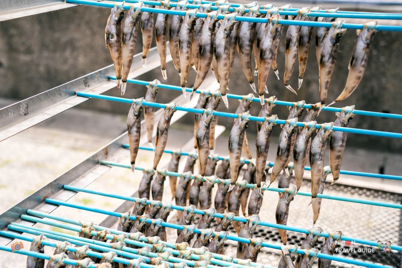 Rows of small dried fish (himono) hanging on blue metal racks to dry at Nakaminato Fish Market in Ibaraki.