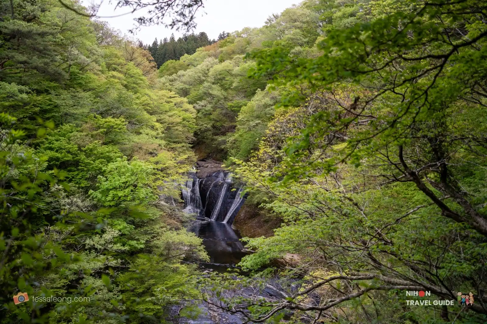 Wide view of Namase Falls nestled in a lush green forest valley upstream from Fukuroda Falls
