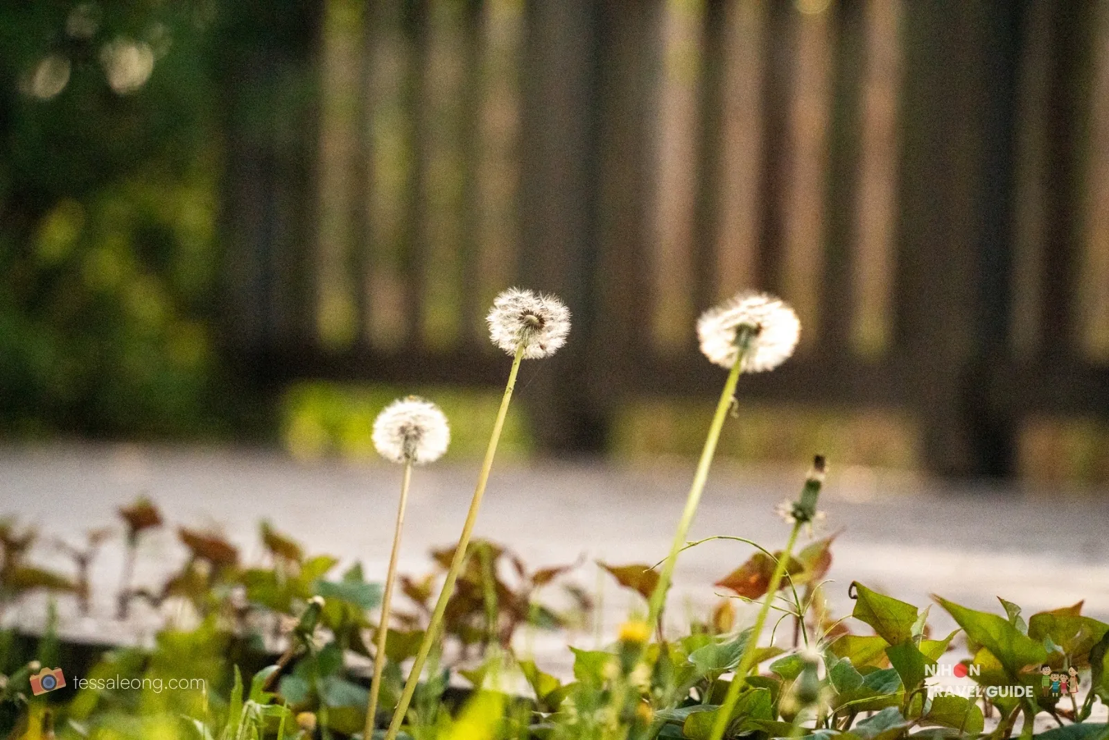 Close-up of dandelion seed heads along a path at Doho Park Tsukuba in spring