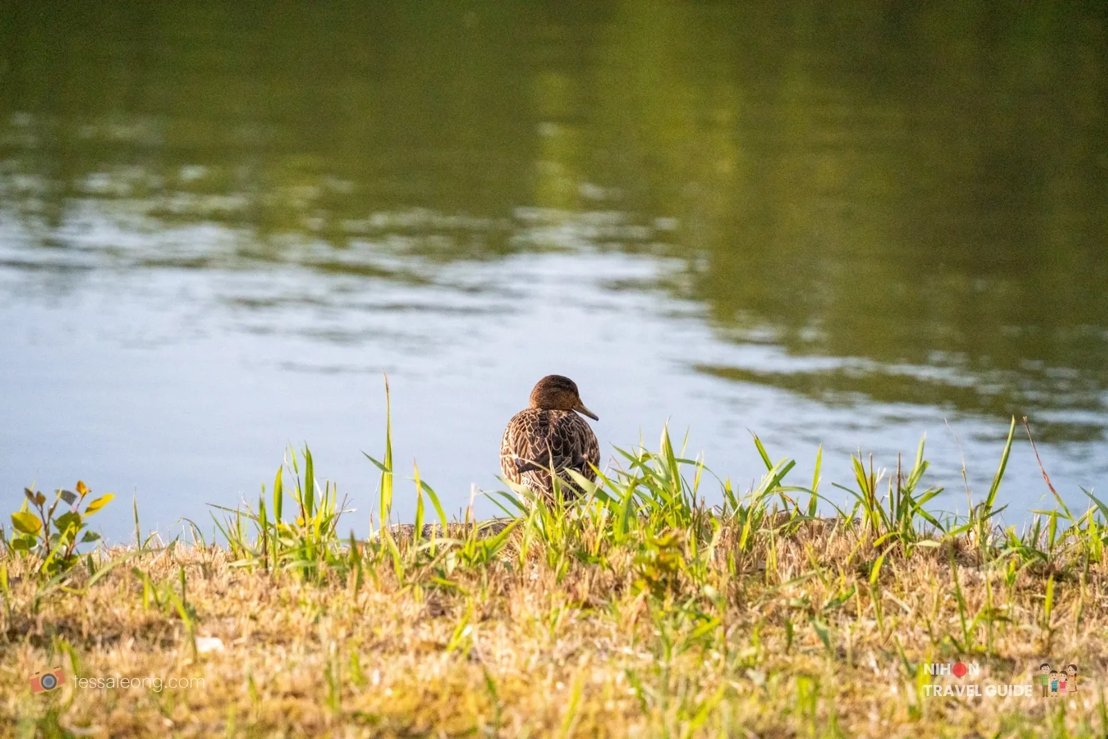 Doho Park Tsukuba — duck pond in spring