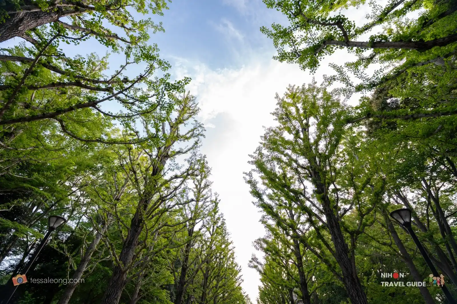 Looking up through the green ginkgo tree canopy at Doho Park Tsukuba in spring