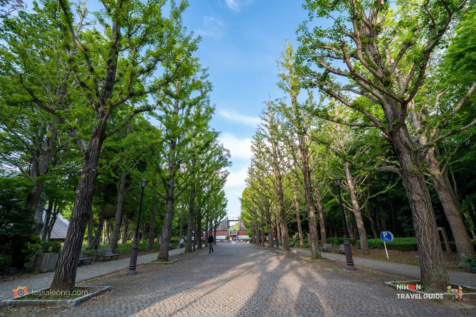 Doho Park Tsukuba — ginkgo promenade in spring
