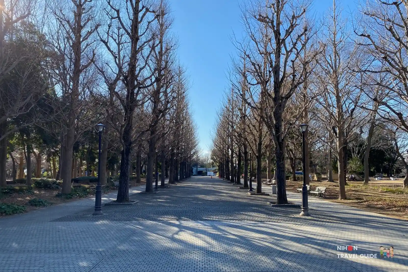Tree-lined ginkgo promenade at Doho Park Tsukuba in late winter with bare trees and clear blue sky