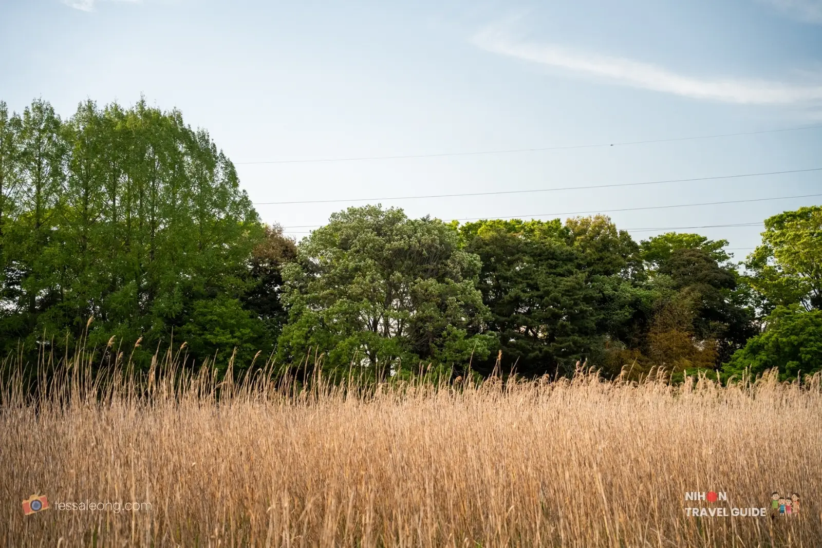 Field of tall dry grass with green trees in the background at Doho Park Tsukuba in spring
