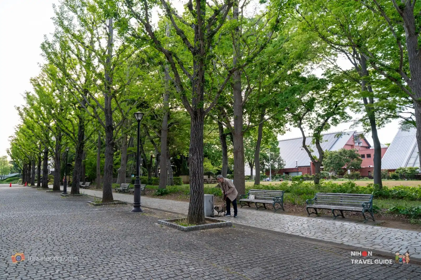 Ginkgo tree promenade with benches and a visitor with a dog at Doho Park Tsukuba in spring