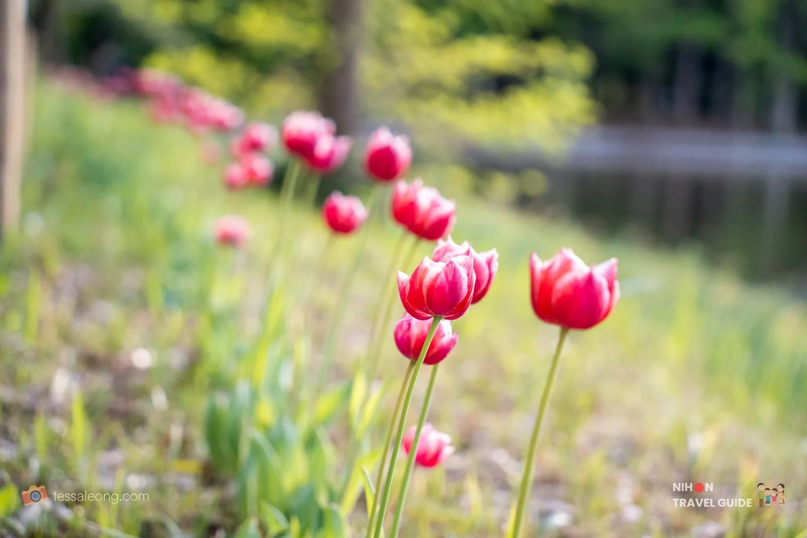 Doho Park Tsukuba — red tulips in spring