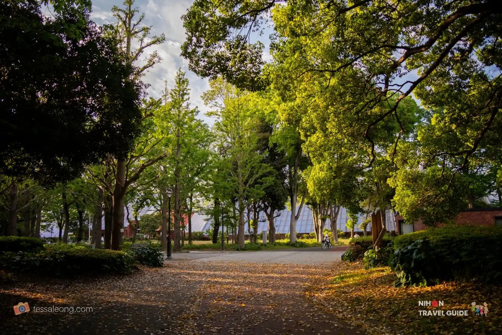 Shaded tree-lined path with sunlight and fallen leaves near the Memorial Hall at Doho Park Tsukuba in spring