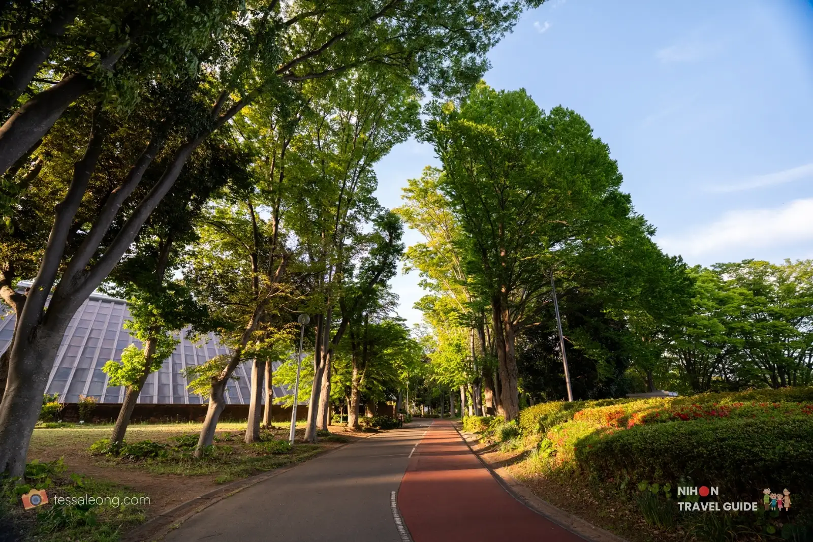 Doho Park Tsukuba — tree lined path in spring