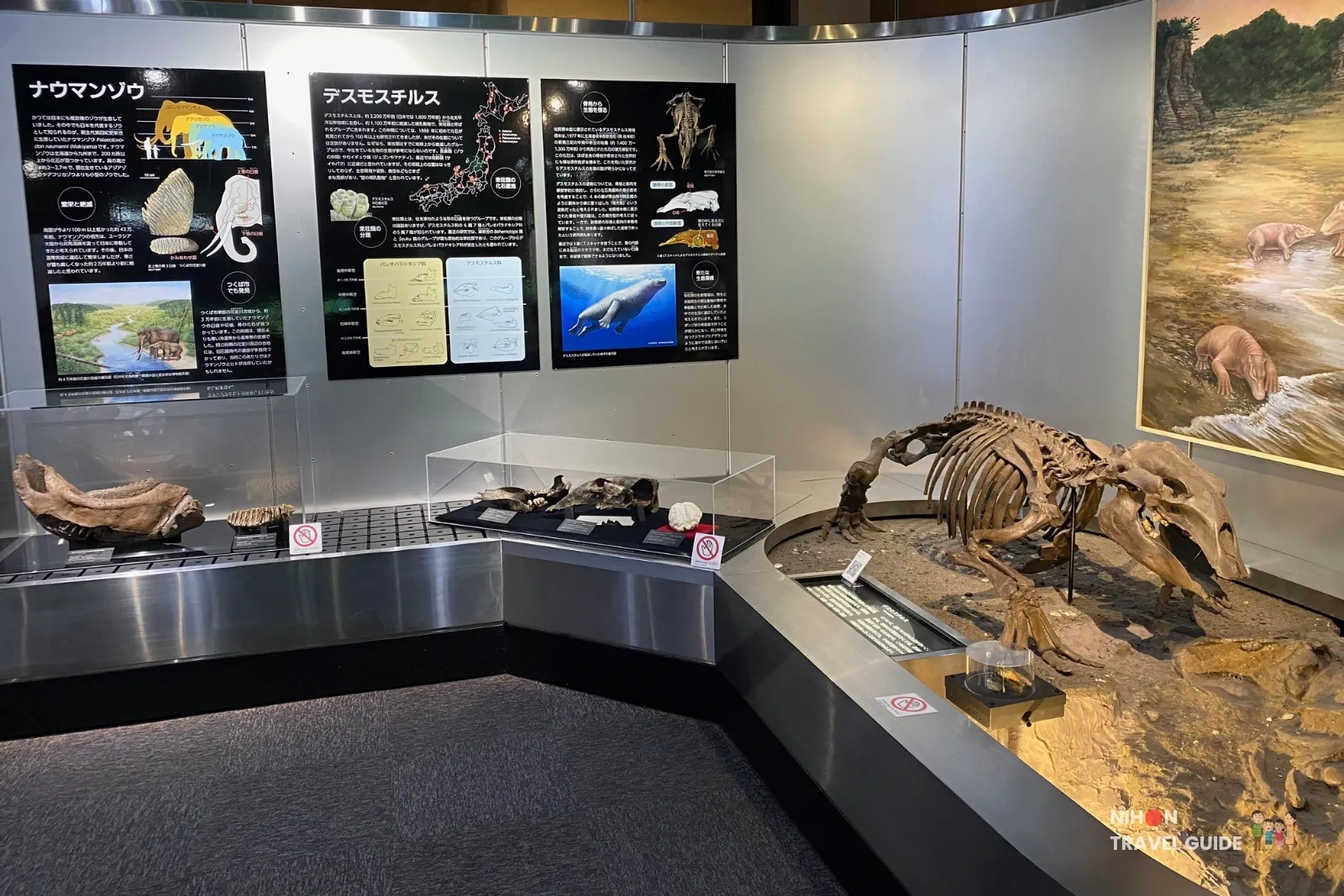 Full skeleton of the extinct marine mammal Desmostylus on display in Exhibition Room 1 at the Tsukuba Geological Museum, with informational panels about Desmostylus and Naumann’s elephant.