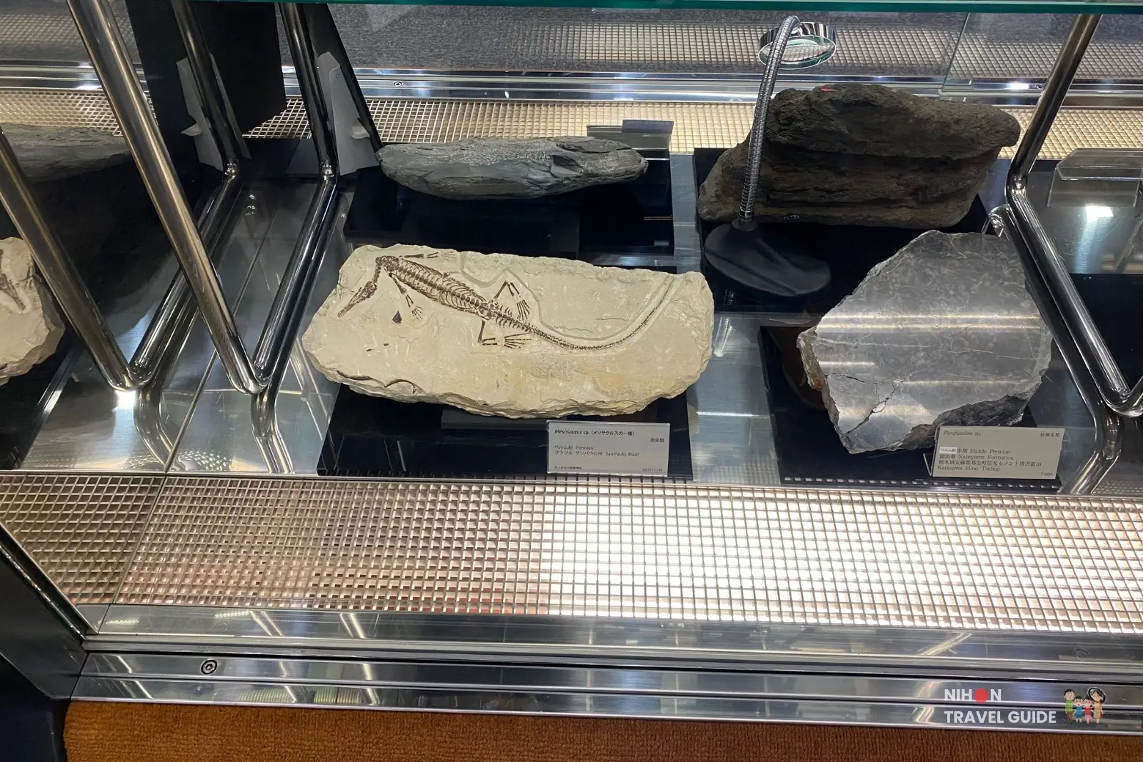 Close-up of a well-preserved Mesosaurus fossil skeleton from the Permian period of Brazil, displayed in a glass case in Exhibition Room 4 of the Tsukuba Geological Museum.